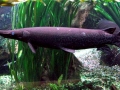 Alligator Gar