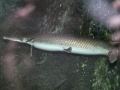 Alligator Gar