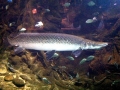 Alligator Gar