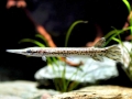 Alligator Gar