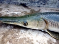 Alligator Gar