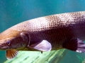 Alligator Gar