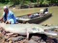 Alligator Gar