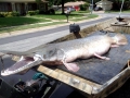 Alligator Gar