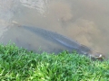 Alligator Gar
