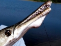 Alligator Gar