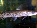 Alligator Gar