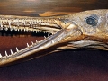 Alligator Gar