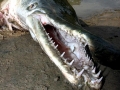 Alligator Gar