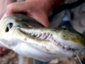 Alligator Gar
