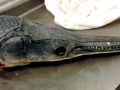 Alligator Gar