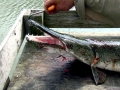 Alligator Gar