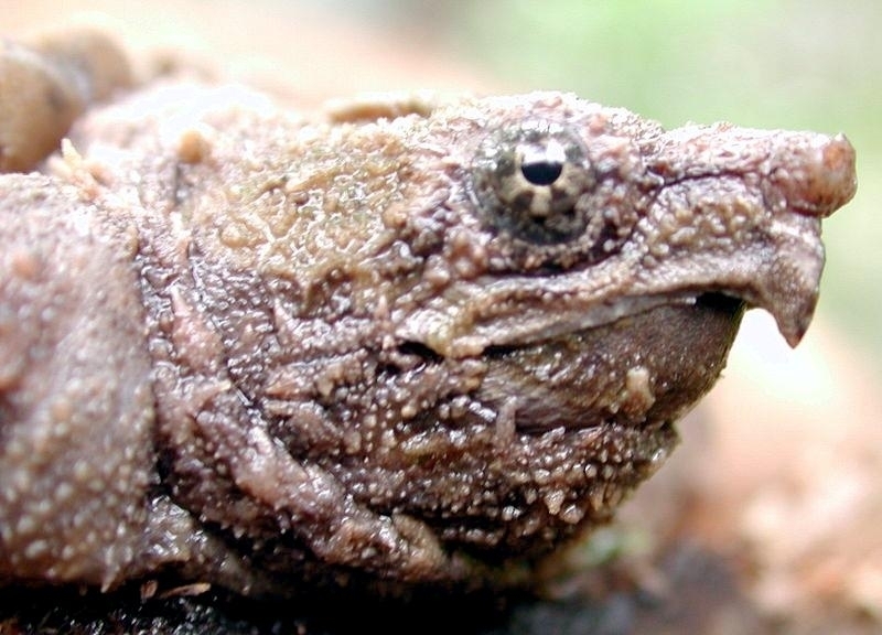 Alligator Snapping Turtle