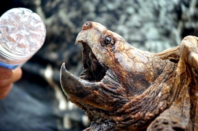 Alligator Snapping Turtle