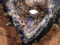 Alligator Snapping Turtle