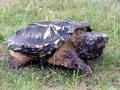 Alligator Snapping Turtle