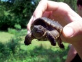 Alligator Snapping Turtle