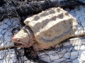 Alligator Snapping Turtle