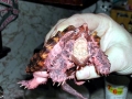 Alligator Snapping Turtle