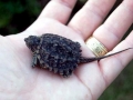 Alligator Snapping Turtle