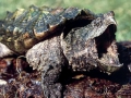 Alligator Snapping Turtle