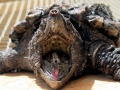 Alligator Snapping Turtle