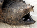Alligator Snapping Turtle