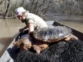 Alligator Snapping Turtle