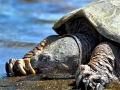 Alligator Snapping Turtle