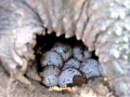 Alligator Snapping Turtle