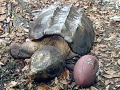 Alligator Snapping Turtle