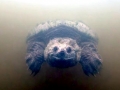 Alligator Snapping Turtle