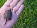 Alligator Snapping Turtle