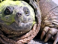 Alligator Snapping Turtle