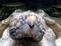 Alligator Snapping Turtle