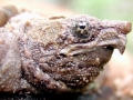 Alligator Snapping Turtle