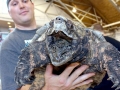 Alligator Snapping Turtle