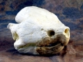 Alligator Snapping Turtle