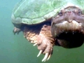 Alligator Snapping Turtle