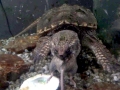 Alligator Snapping Turtle