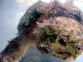 Alligator Snapping Turtle