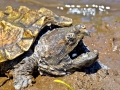 Alligator Snapping Turtle