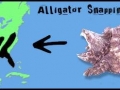 Alligator Snapping Turtle