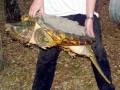 Alligator Snapping Turtle