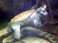 Alligator Snapping Turtle