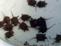 Alligator Snapping Turtle