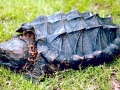 Alligator Snapping Turtle
