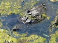 Alligator Snapping Turtle