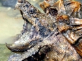 Alligator Snapping Turtle
