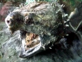 Alligator Snapping Turtle